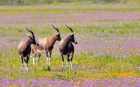 fotografie/mammals/South _Africa_Bonteboks_t.jpg